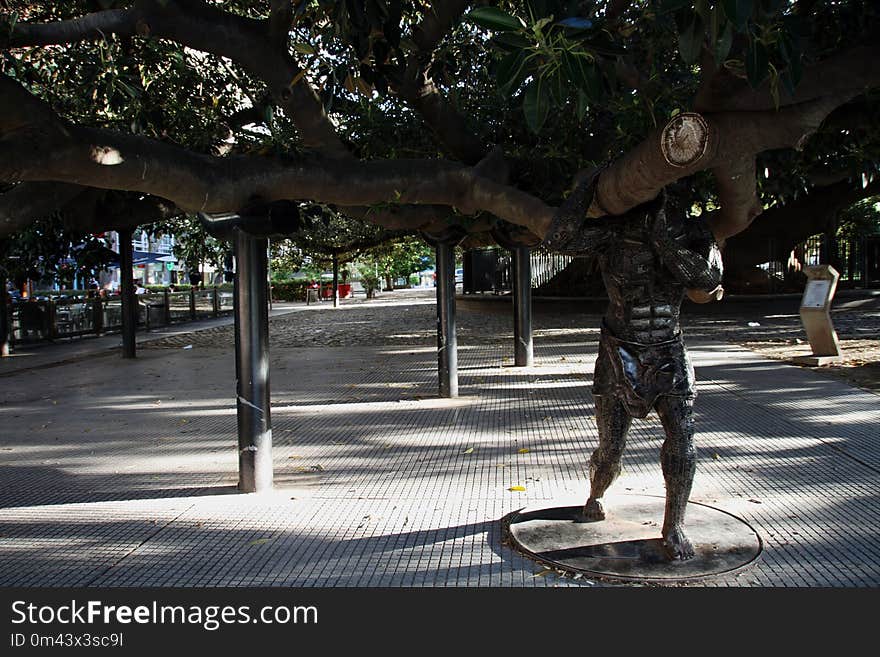 Tree, Plant, Woody Plant, Infrastructure