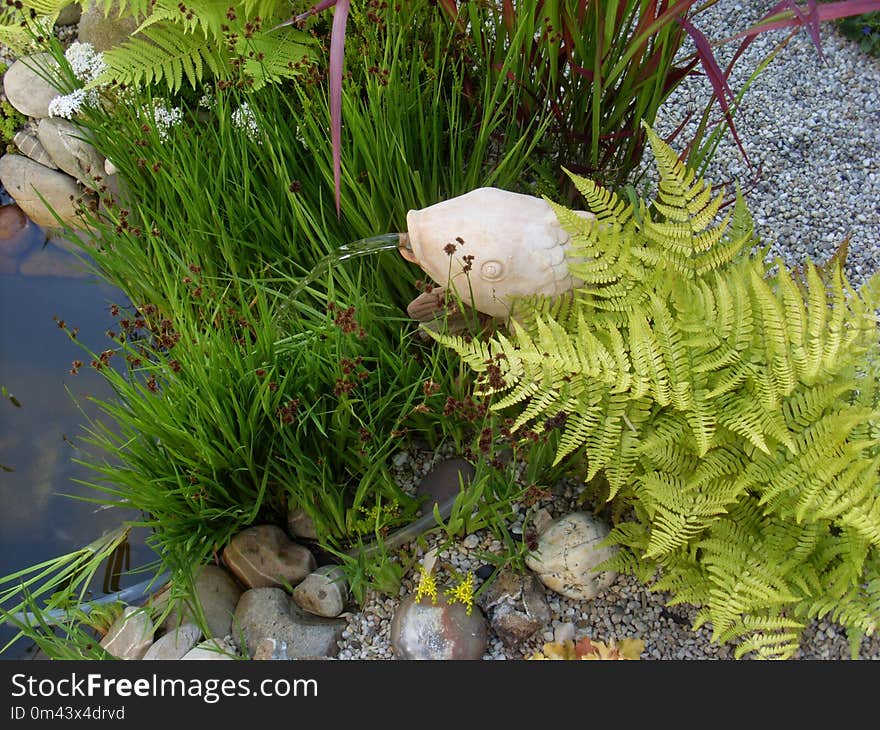 Ecosystem, Plant, Ferns And Horsetails, Grass