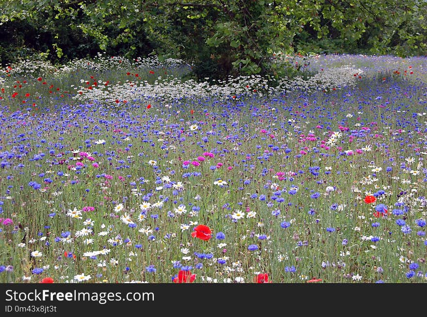 Flower, Wildflower, Plant, Ecosystem