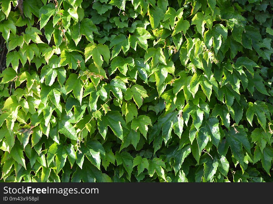 Plant, Leaf, Ivy, Tree