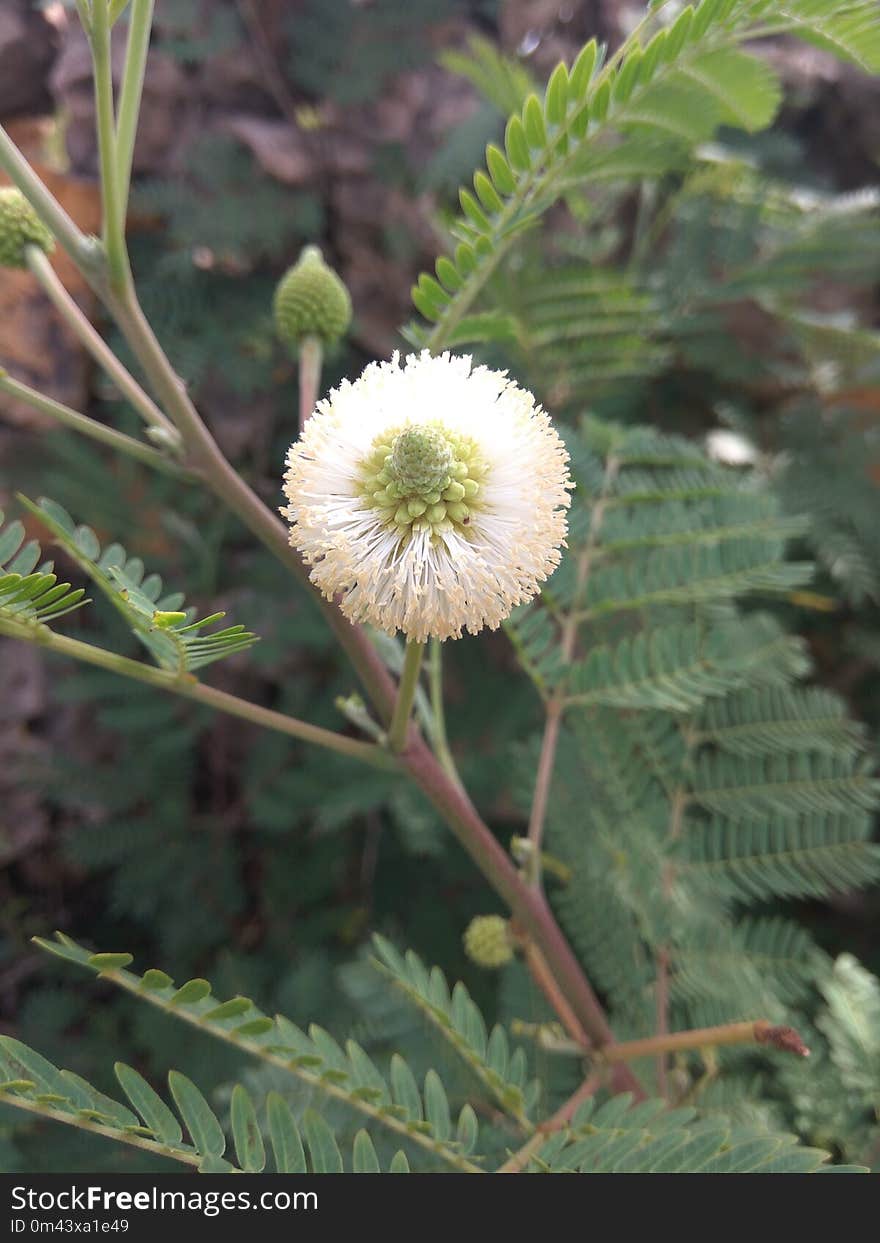 Plant, Flower, Flora, Subshrub