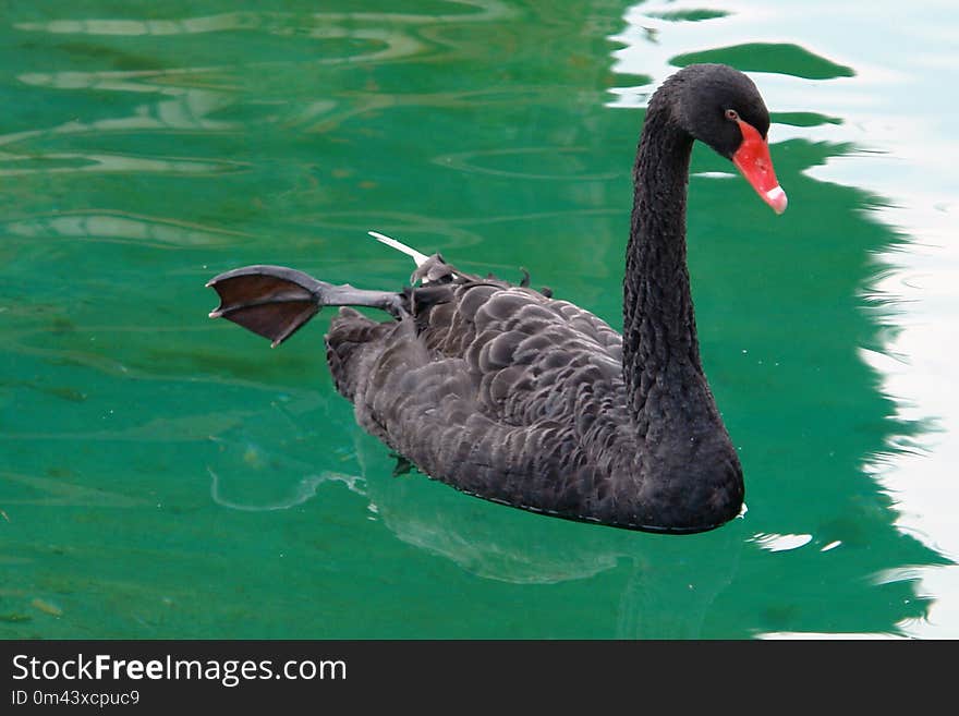 Bird, Black Swan, Water, Water Bird