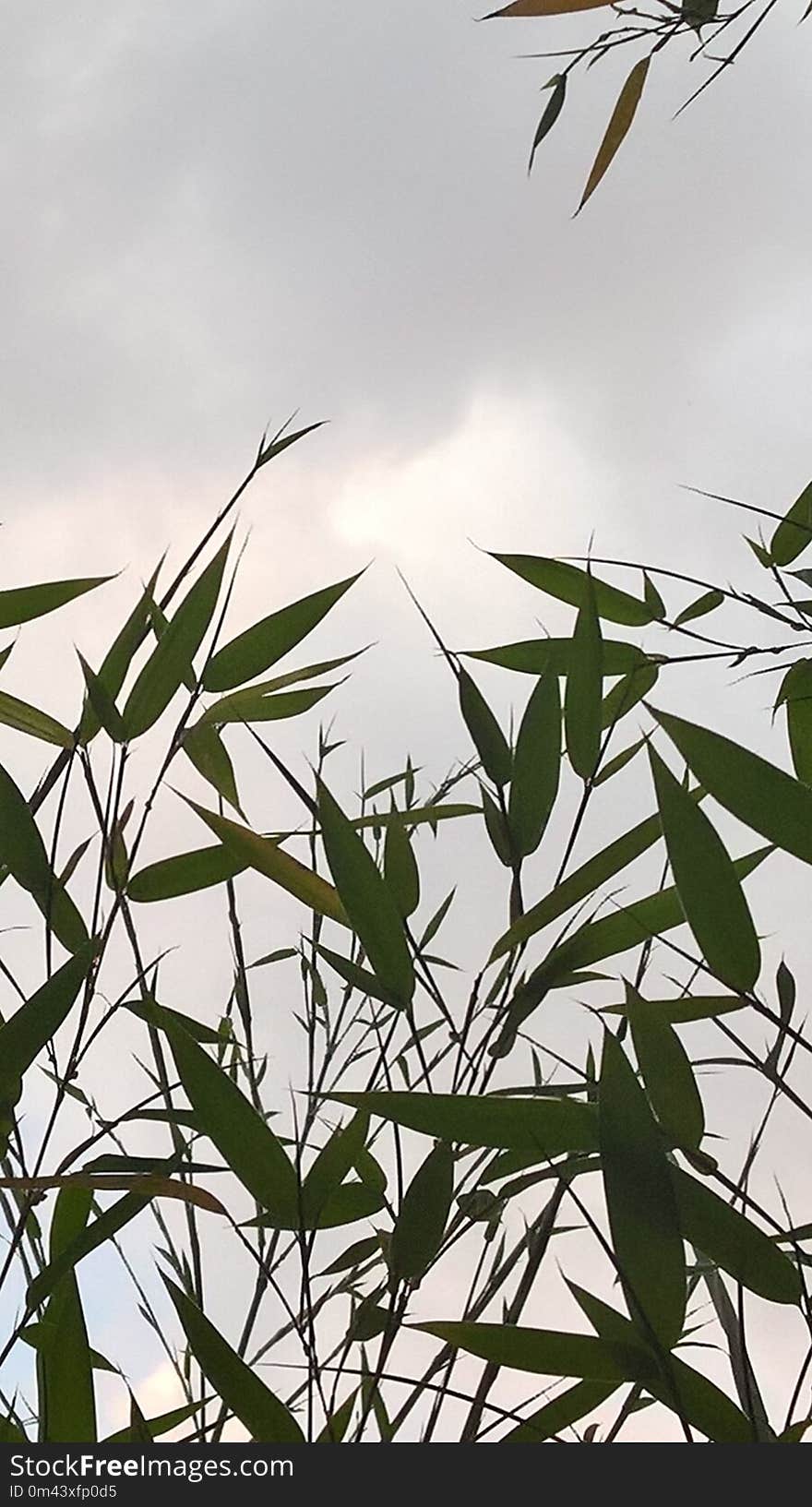 Leaf, Plant, Sky, Flora