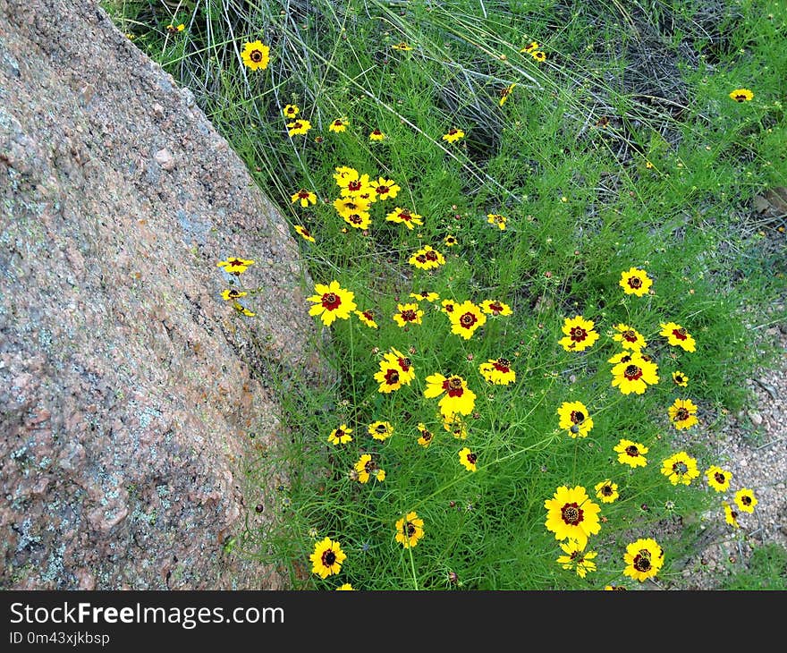 Flower, Plant, Yellow, Flora