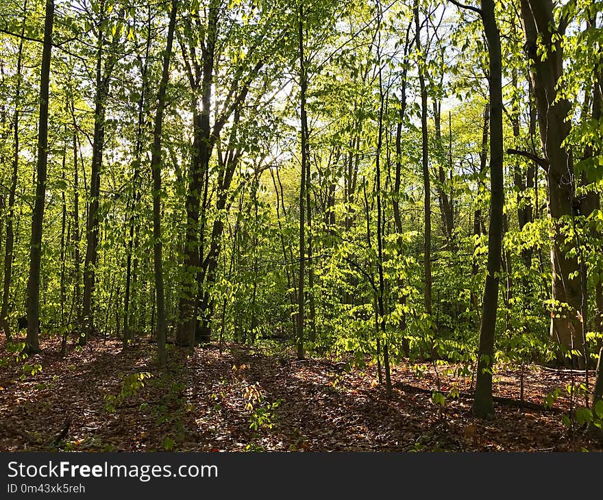 Woodland, Ecosystem, Forest, Temperate Broadleaf And Mixed Forest