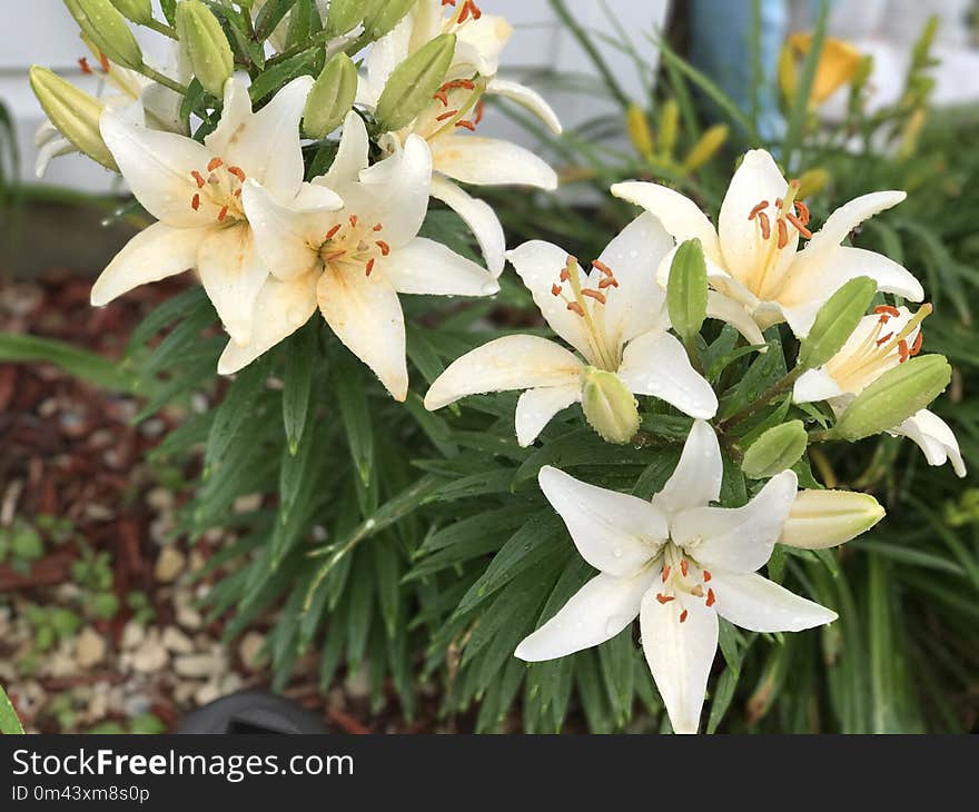 Flower, Plant, Lily, Flowering Plant