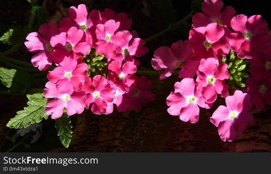 Flower, Flowering Plant, Pink, Plant