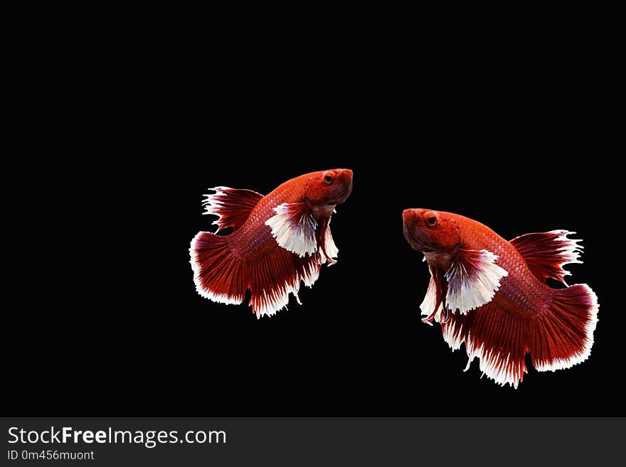 Red and White two siamese Fighting fish on black background
