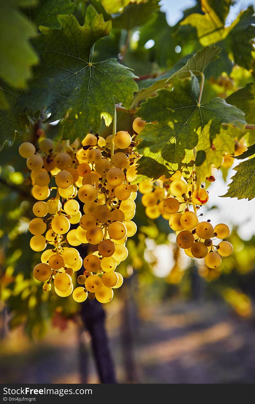 Yellow grapes on the vine with sunlight in the background. Yellow grapes on the vine with sunlight in the background