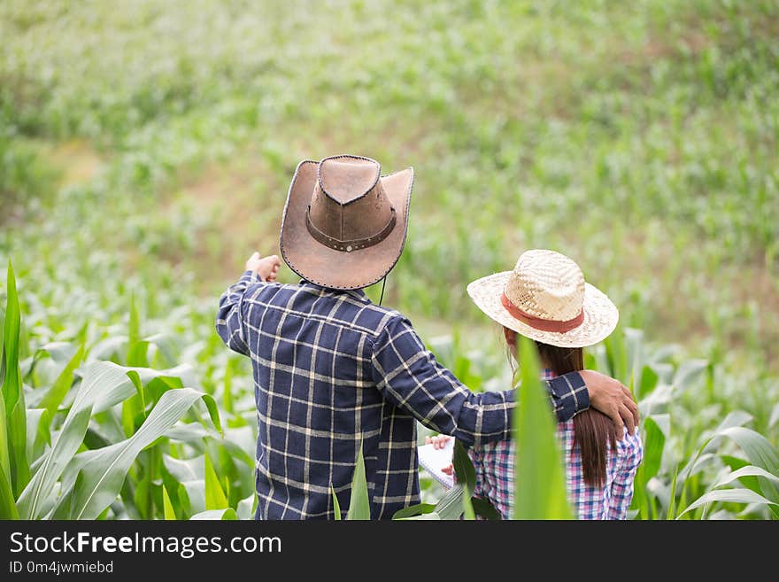 Farmer and researcher analysing corn plant.