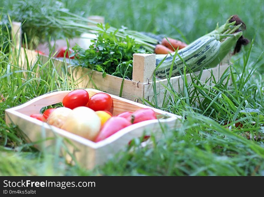 Two Wooden Boxes With Fresh Vegetables On Green Grass. Autumn Ha