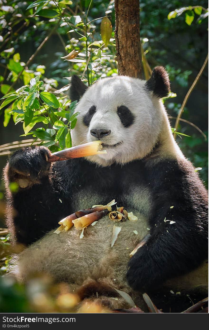 Chinese tourist symbol and attraction - giant panda bear eating bamboo. Chengdu, Sichuan, China. Chinese tourist symbol and attraction - giant panda bear eating bamboo. Chengdu, Sichuan, China