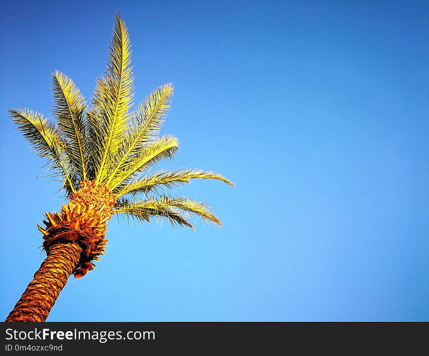 A palm tree seen from below