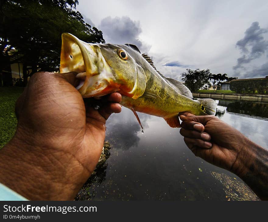 Holding An Exotic Peacock Bass