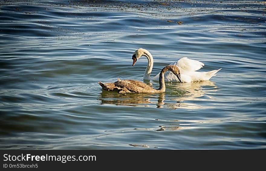 Parent swan with grown chick on a lake. Parent swan with grown chick on a lake.