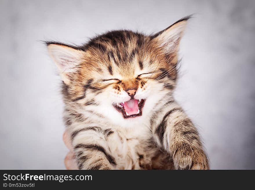 Portrait of a little mewing tabby kitten, close up. Portrait of a little mewing tabby kitten, close up