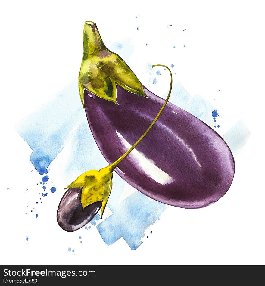 Eggplant. Hand drawn watercolor painting on white background. Watercolor illustration with a splash.