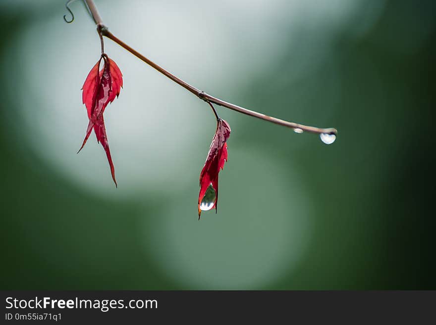 Red autumn leaves and raindrops.