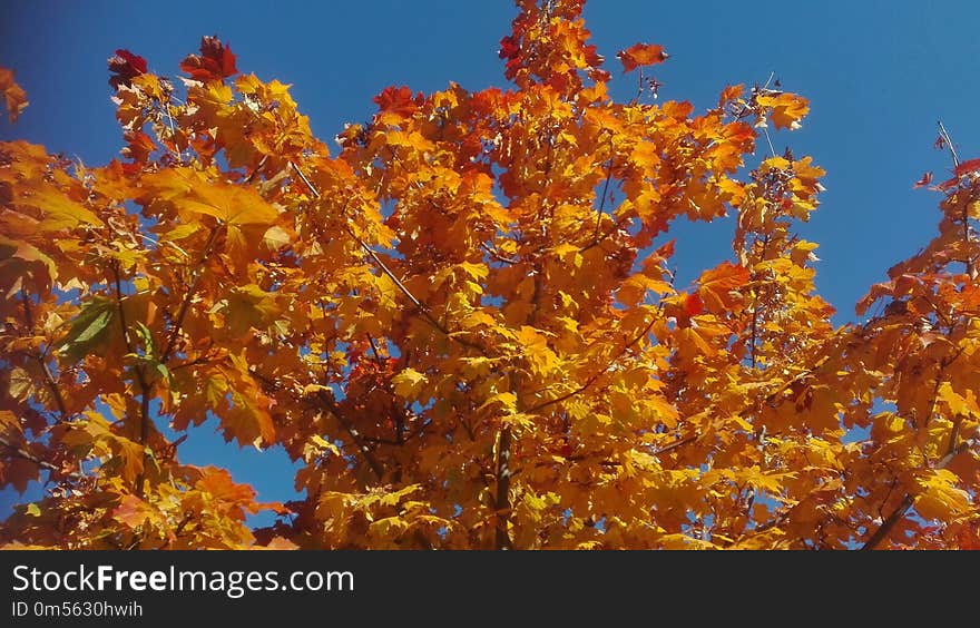 Autumn, Tree, Leaf, Sky