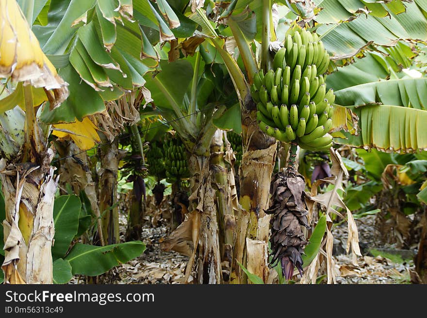 Banana, Plant, Saba Banana, Matoke