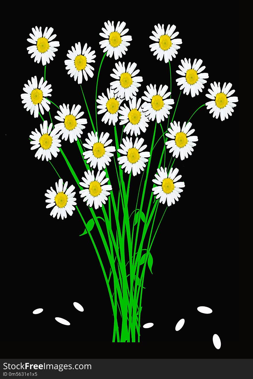 Flower, Oxeye Daisy, Flowering Plant, Plant