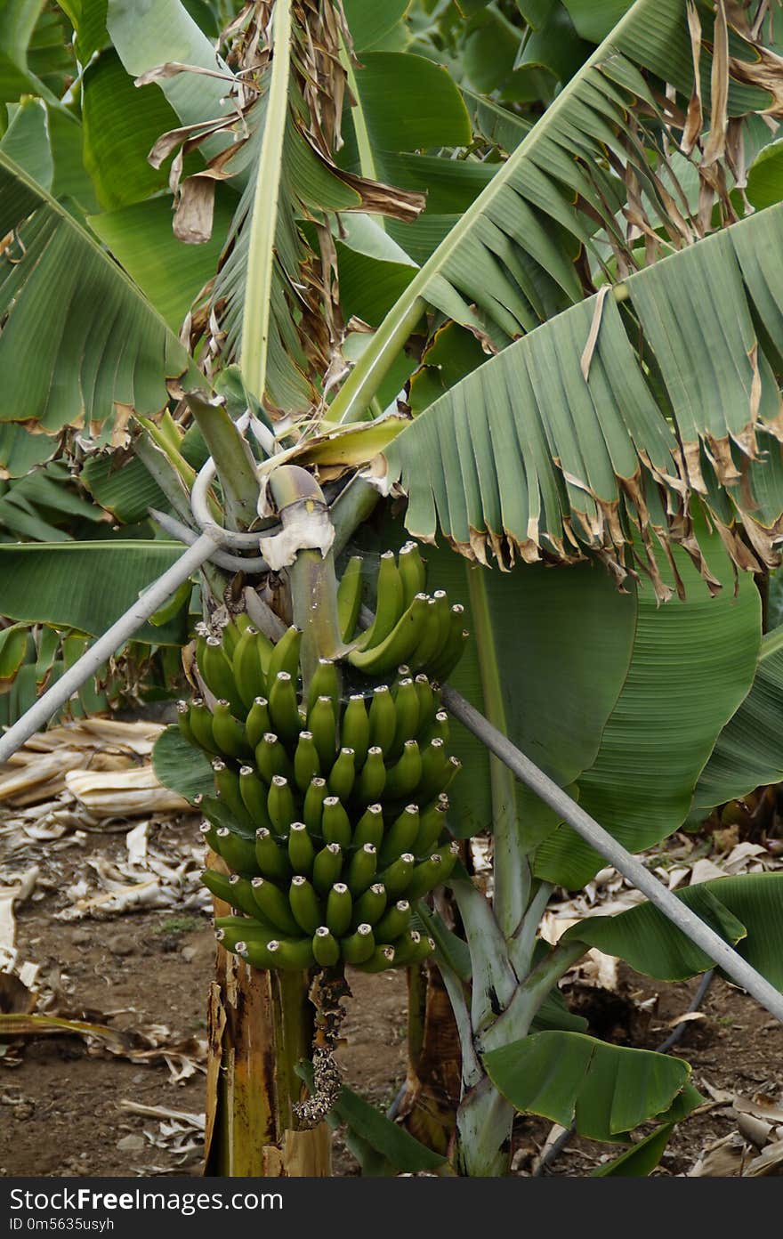 Plant, Flora, Leaf, Arecales