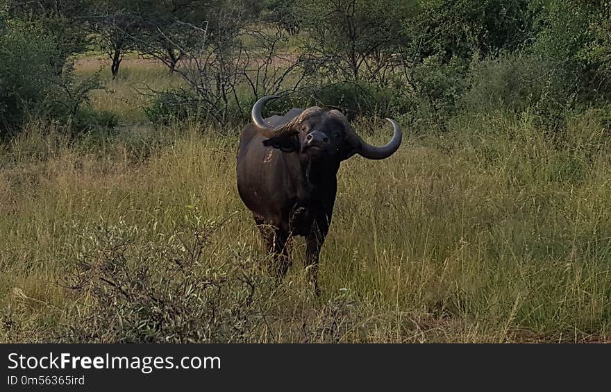 Wildlife, Terrestrial Animal, Horn, Grassland