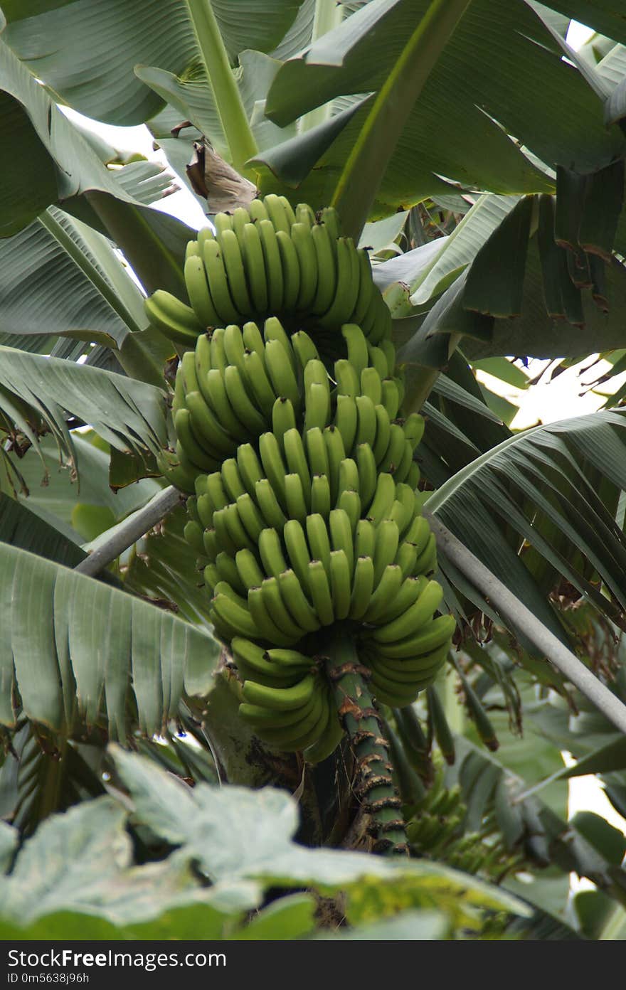 Plant, Vegetation, Saba Banana, Leaf