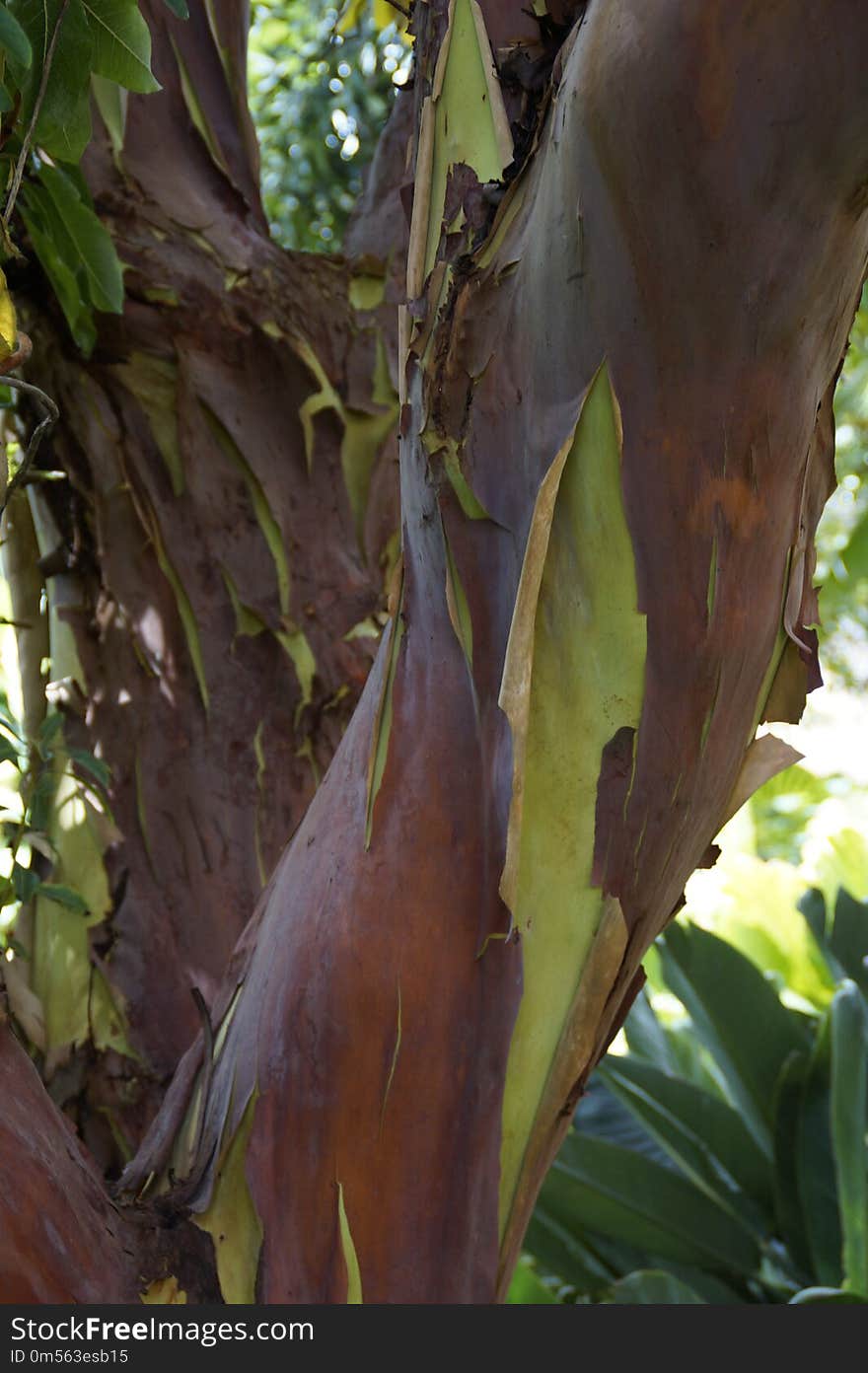 Plant, Leaf, Tree, Vegetation