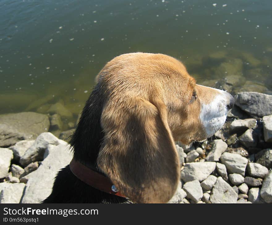 Dog, Dog Like Mammal, Snout, Rock