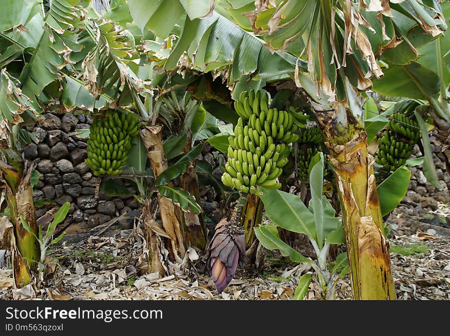 Plant, Tree, Banana, Arecales