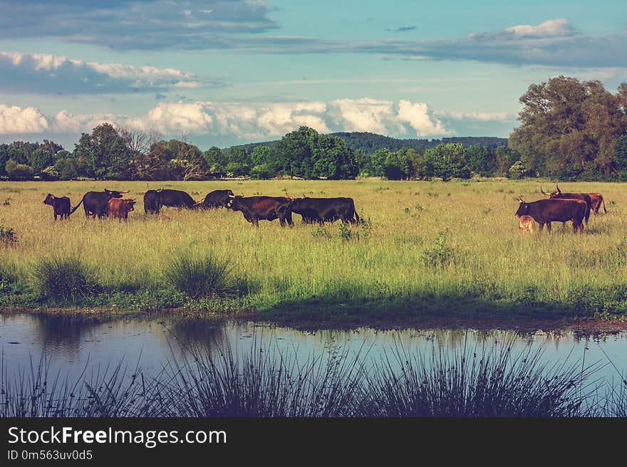 Grassland, Pasture, Reflection, Nature Reserve