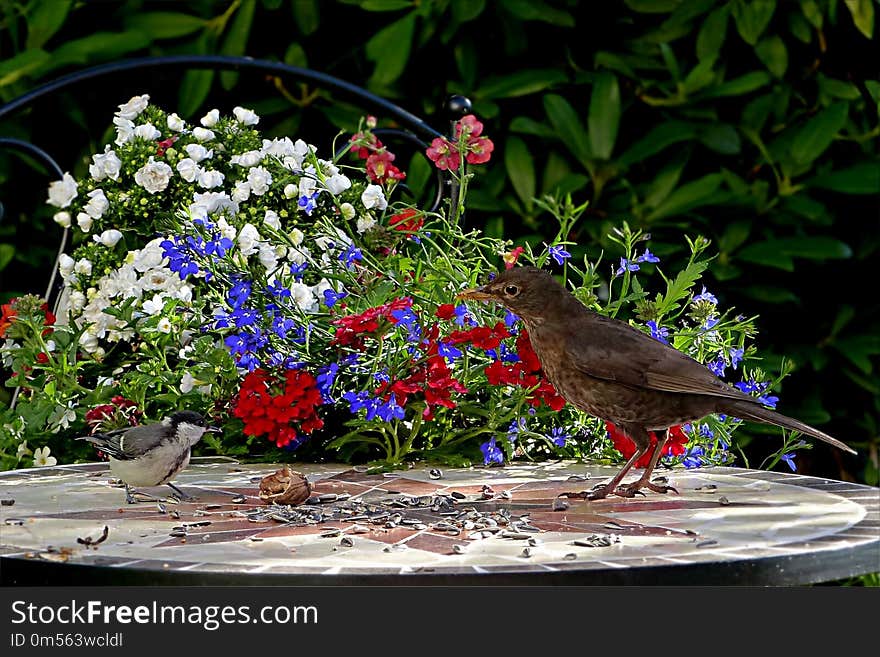 Plant, Bird, Flora, Flower