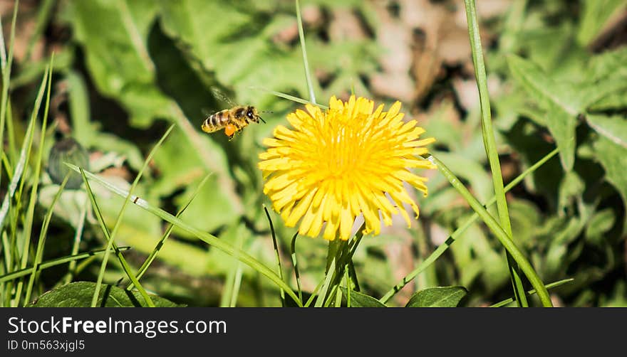 Flower, Honey Bee, Nectar, Dandelion