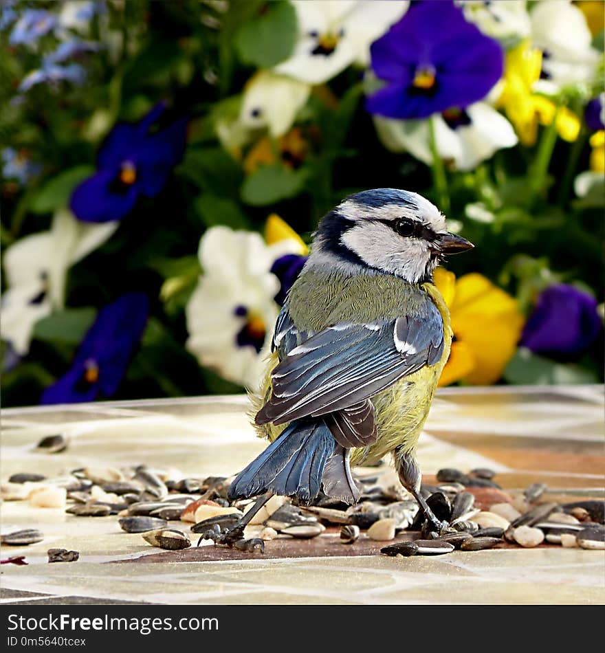 Bird, Fauna, Beak, Jay