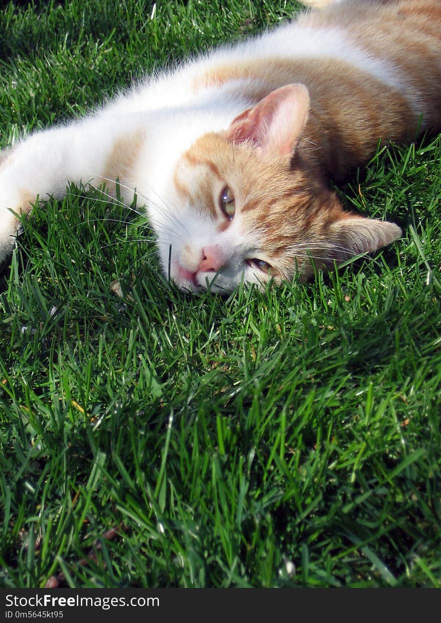 Cat, Fauna, Whiskers, Grass