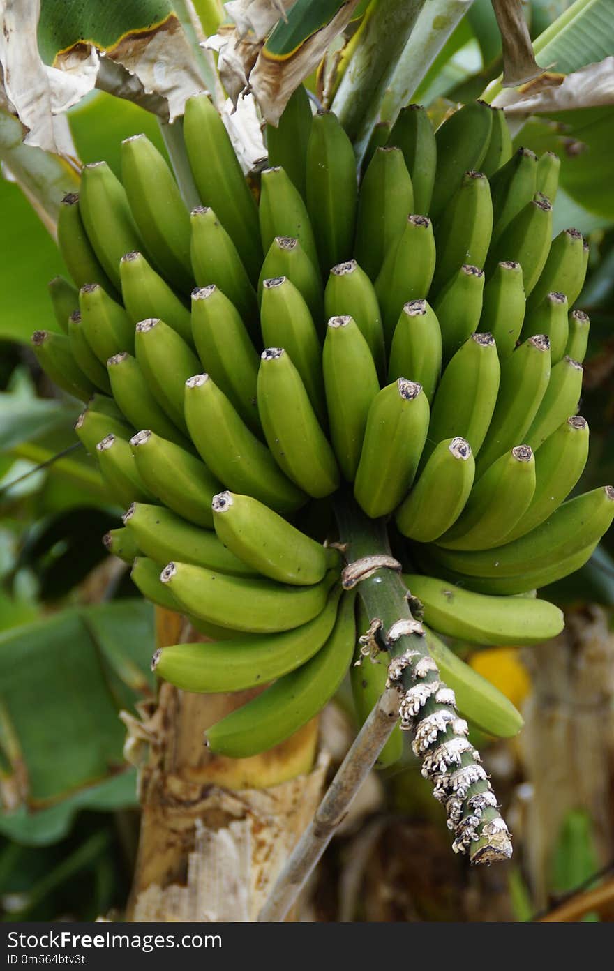 Plant, Saba Banana, Banana, Flora