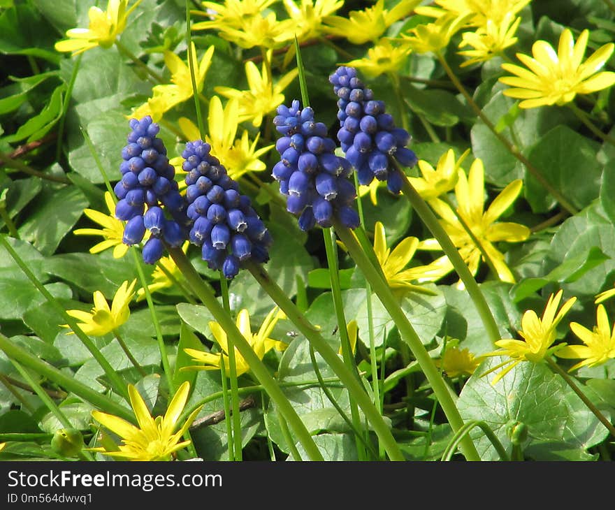 Plant, Flower, Flowering Plant, Grass