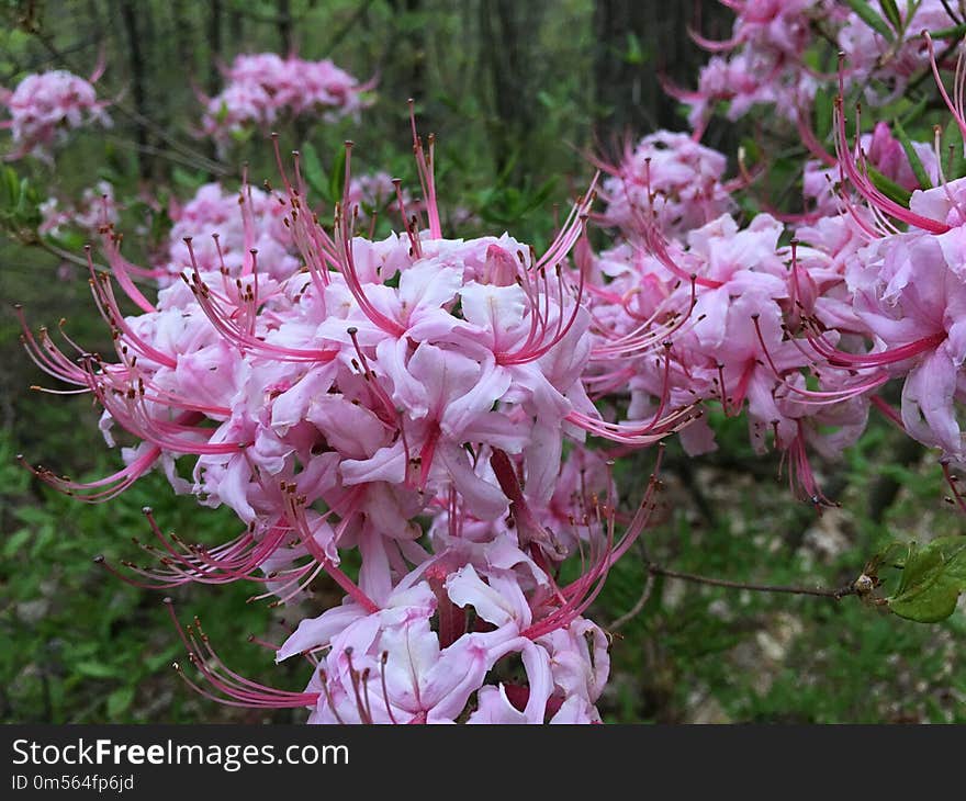 Plant, Flower, Pink, Flora