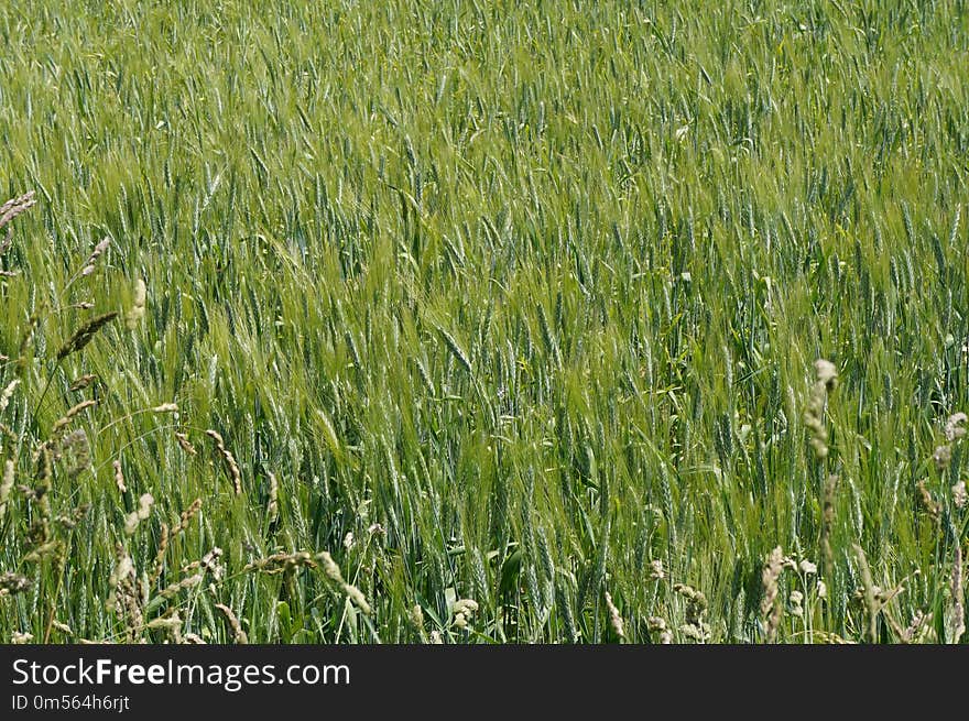 Grass, Field, Crop, Ecosystem