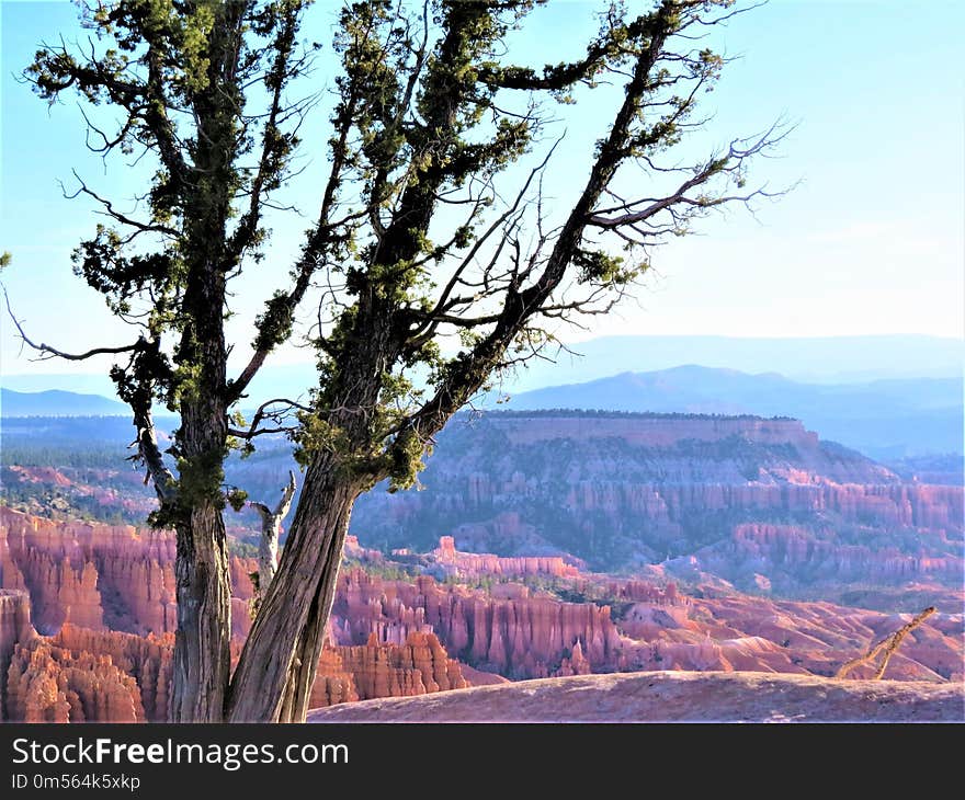 Tree, Wilderness, Woody Plant, Sky