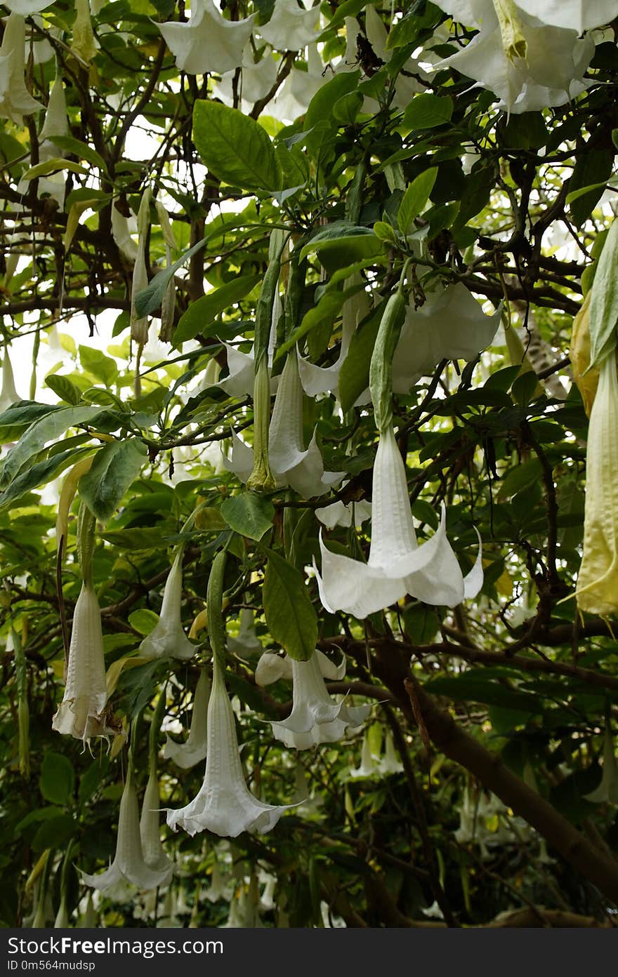 Flower, Plant, Flora, Tree