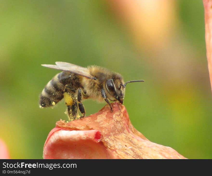 Insect, Honey Bee, Bee, Membrane Winged Insect