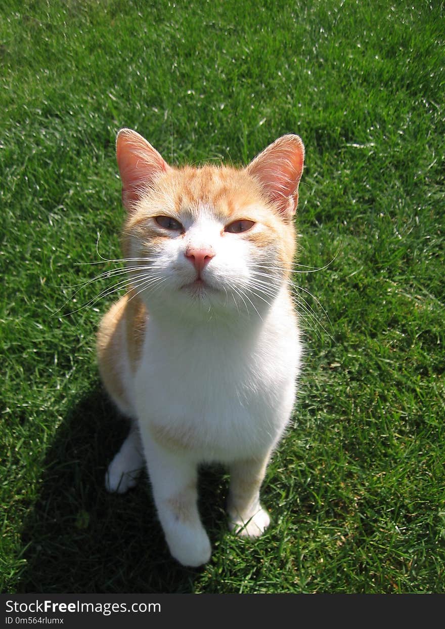 Cat, Fauna, Whiskers, Small To Medium Sized Cats