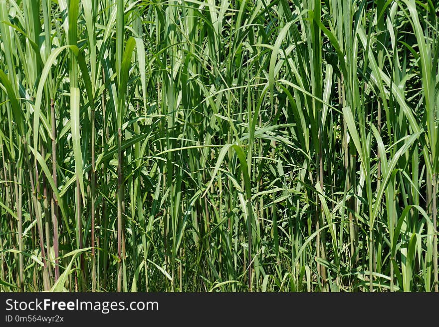 Grass, Plant, Crop, Grass Family