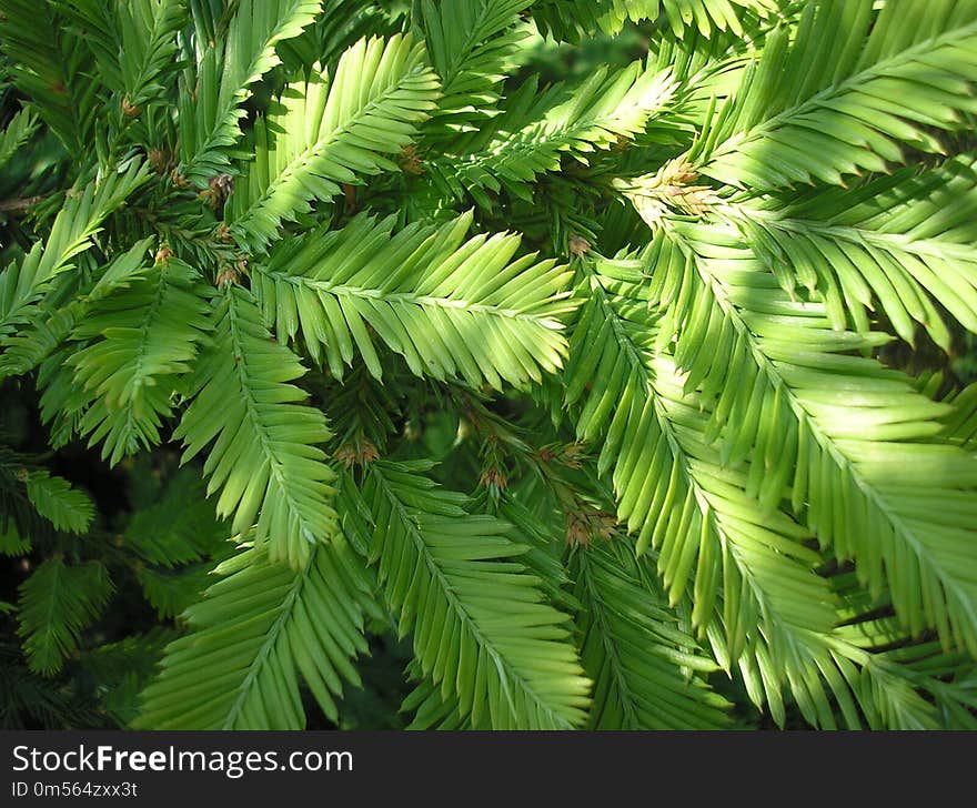 Vegetation, Plant, Tree, Leaf