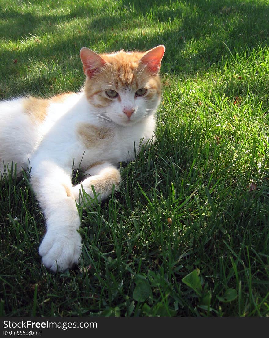 Cat, Fauna, Whiskers, Small To Medium Sized Cats