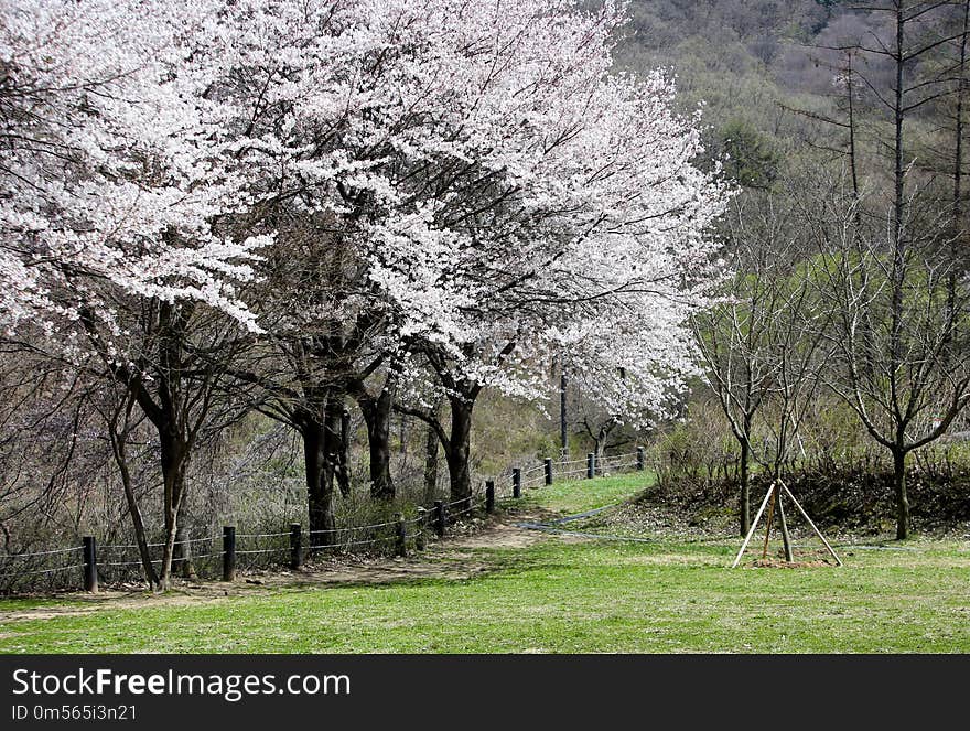 Tree, Flower, Plant, Blossom