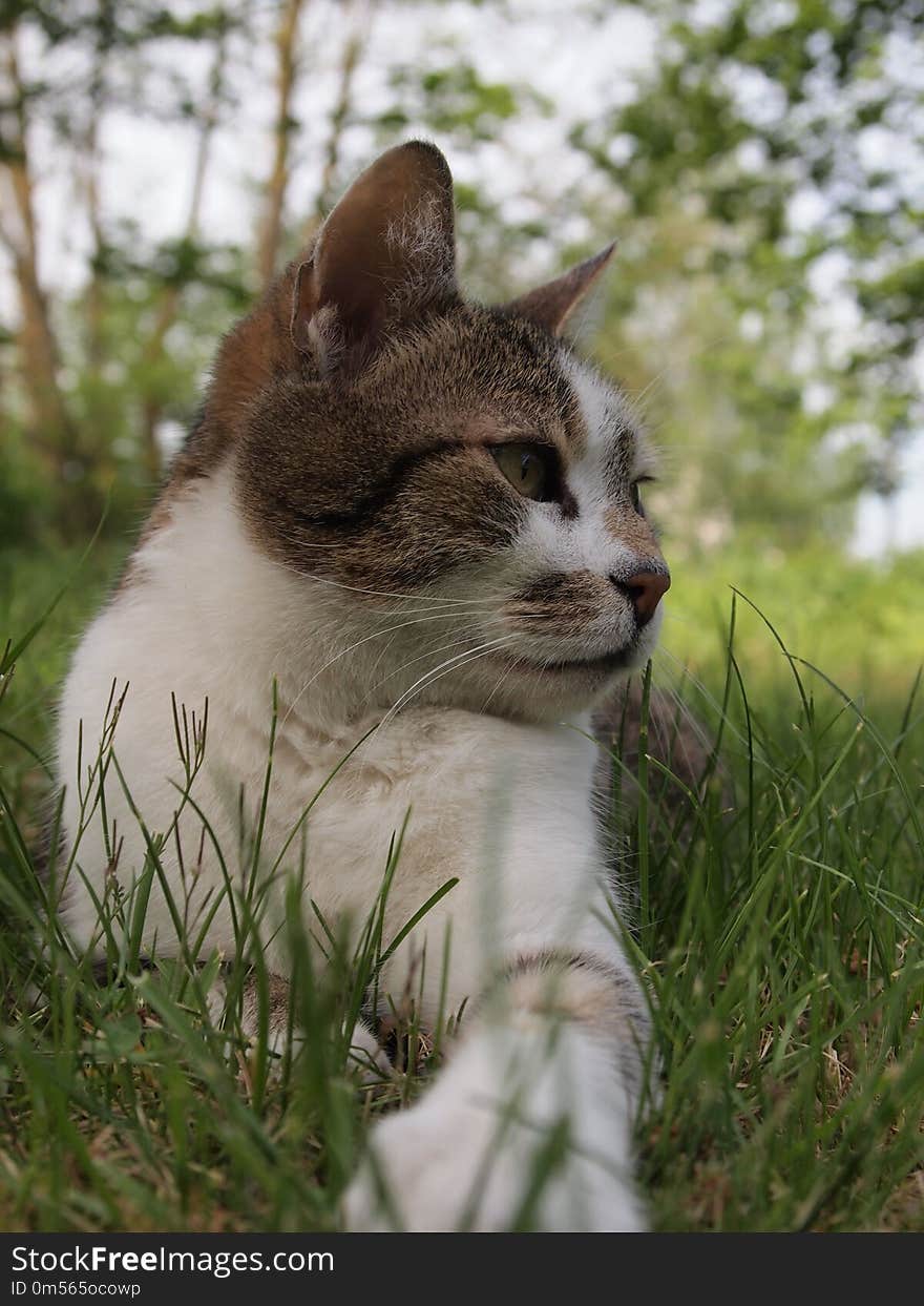 Cat, Whiskers, Fauna, Small To Medium Sized Cats