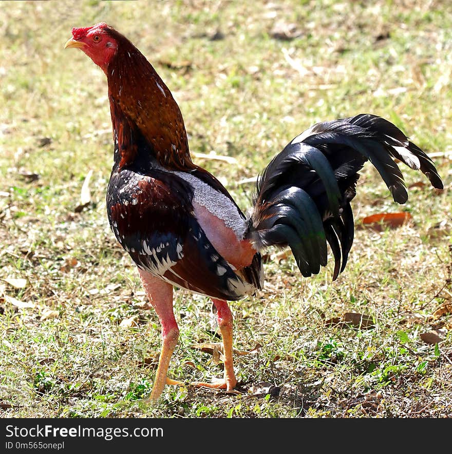 Chicken, Rooster, Galliformes, Fowl